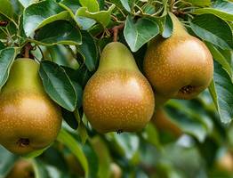 Через 3 дня после цветения груше — обязательно: 2 ведра под дерево — и плоды слаще любого меда и крупнее кабачков