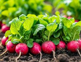 1 ложка в воду — и редис попрет как на дрожжах: вырастет сладким, сочным и крупным