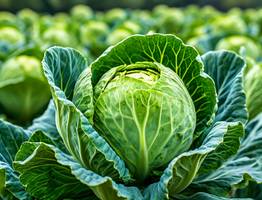 1 стакан на ведро — и капуста вырастет размером с арбуз: кочаны будут крепкими и сочными — сильный подкорм