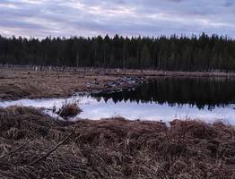 Браконьеры попались в Коми — изъяты сети и оружие