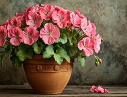 Крошу в горшок — и герань как подменили: листва не желтеет, а бутоны лезут даже на молодых черенках