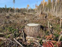 В Коми наказали чиновника-взяточника за незаконное разрешение на вырубку