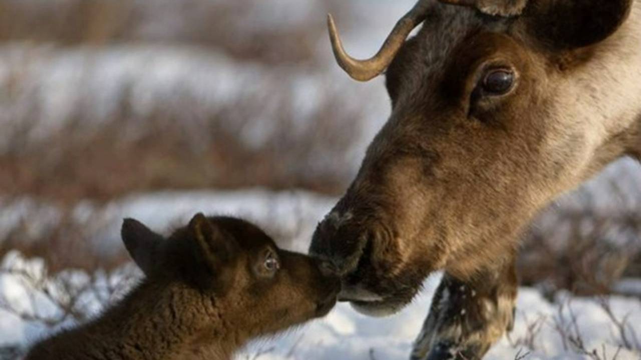 Главная картинка новости: Оленеводы Коми встречают новый сезон рождения телят