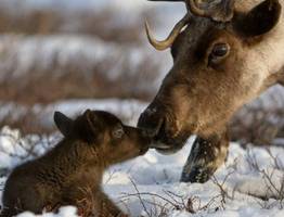 Оленеводы Коми встречают новый сезон рождения телят