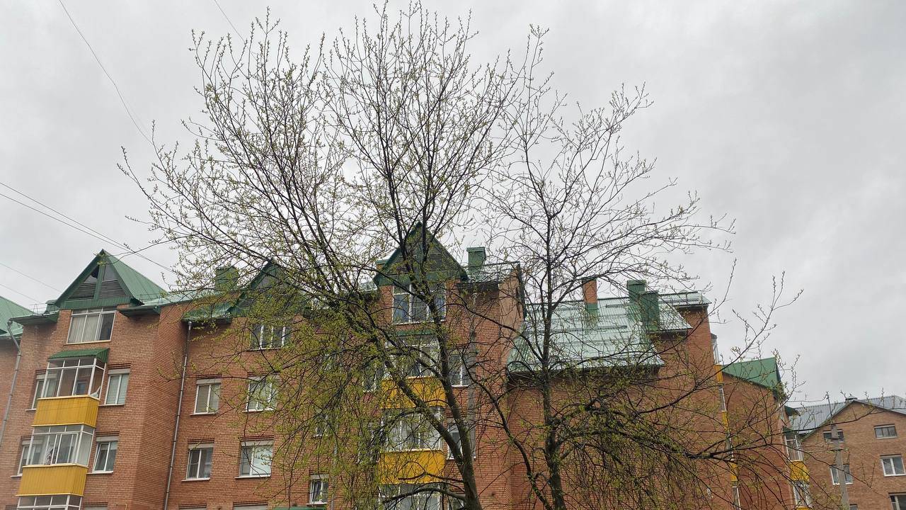 22 мая принесет в Коми похолодание: заморозки на северо-востоке и дожди на юге