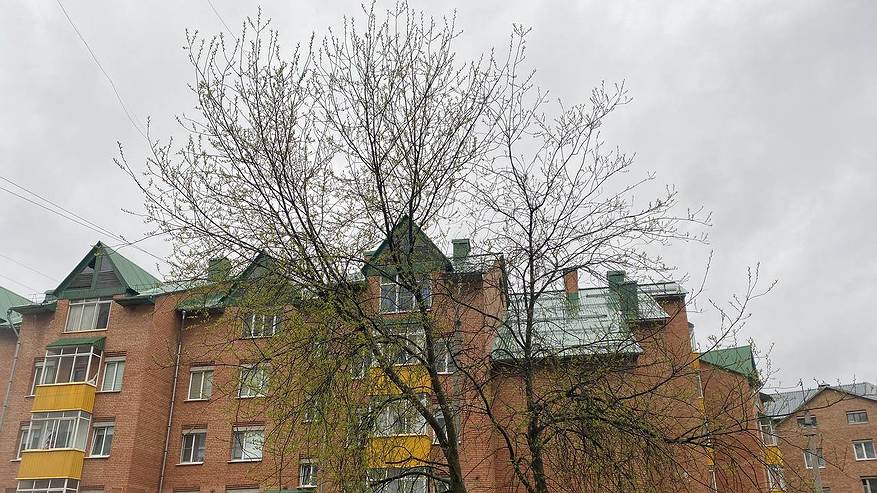 Главная картинка новости: 22 мая принесет в Коми похолодание: заморозки на северо-востоке и дожди на юге