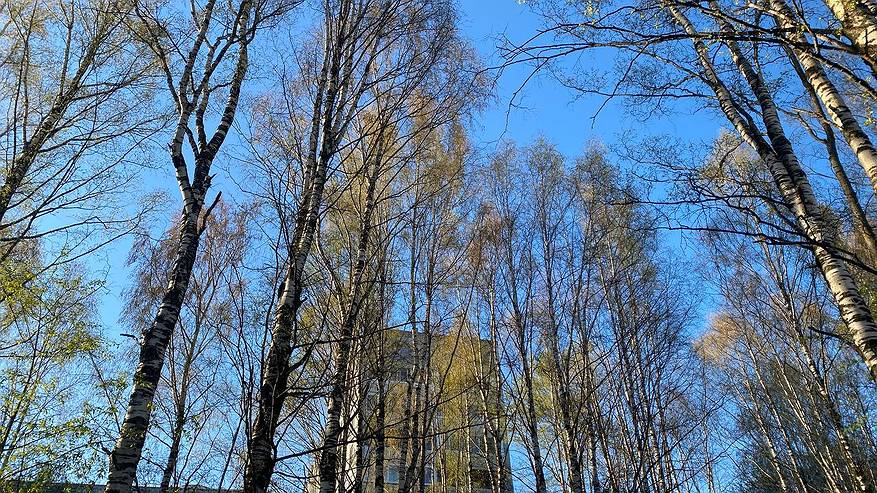 Главная картинка новости: В Коми 23 мая удивляет контрастами: одни мерзнут при -4 °C, другие греются при +18 °C