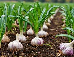 С 24 мая по 1 июня чесноку — обязательно: 40 гр. в воду — и головки размером с арбуз