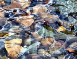 В фонтане у администрации Сыктывкара вновь появились чешуйчатые жители