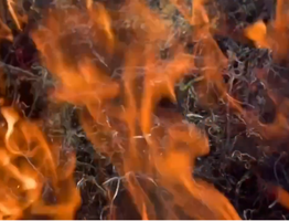 В южных районах Коми объявлена чрезвычайная пожароопасность