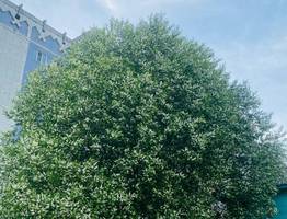 В Коми 27 мая грозит природными пожарами на юге и снегопадами на севере