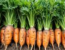 Морковь и свеклу сажаем в мае исключительно в эти дни — обязательно: урожай собираем машинами — лунный календарь и приметы