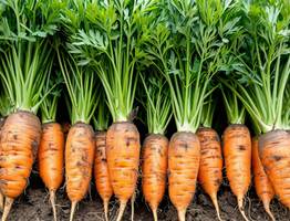 Морковь и свеклу сажаем в мае исключительно в эти дни — обязательно: урожай собираем машинами — лунный календарь и приметы