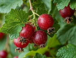 Бросила рядом со смородиной — избавилась от тли навсегда — уже 5 лет кусты чистые, а урожай нетронутый