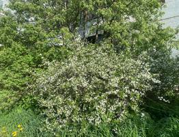 В Коми 29 мая принесет теплую, преимущественно солнечную и сухую погоду