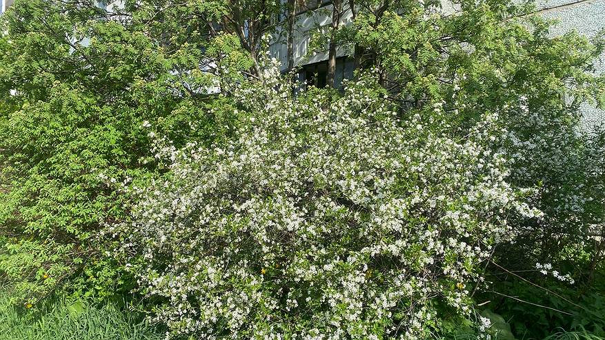 Главная картинка новости: В Коми 29 мая принесет теплую, преимущественно солнечную и сухую погоду