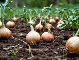 Бросила на грядку — произошло чудо — пожелтевшие лук и чеснок «проснулись», перья позеленели за 3 дня