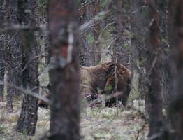 Гости заказника «Белый» оказались на одной тропе с медведями