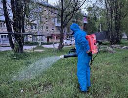 В столице Коми обработали 67 тысяч квадратных метров от клещей