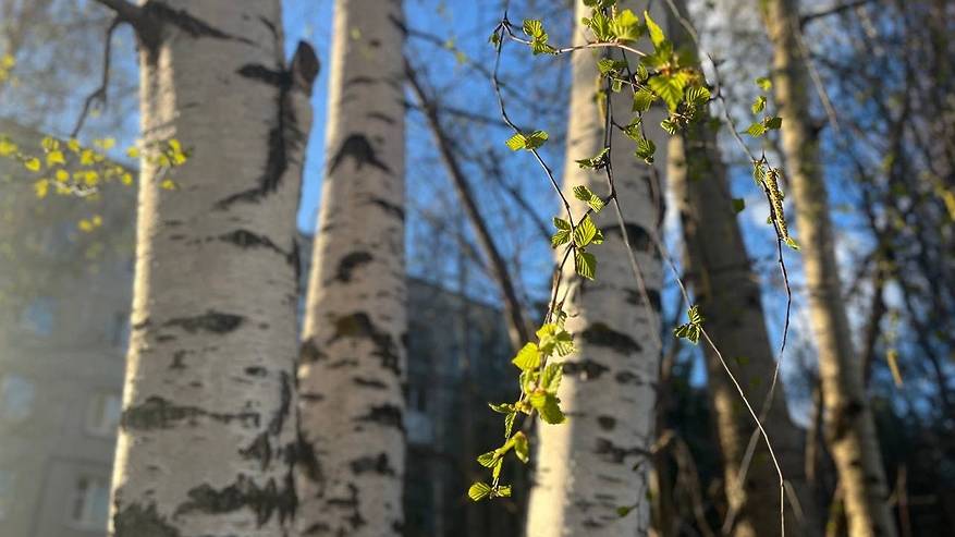 Главная картинка новости: Лето обманчиво: 1 июня в Коми ожидаются грозы и сильный ветер