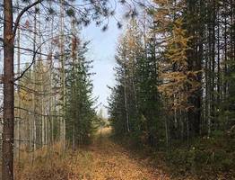 Жители Коми могут подлечить здоровье в «Серёгово»