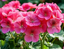 Не янтарную кислоту: крошу в воду для гераней другую мощную таблетку — кустятся и цветут как в последний раз