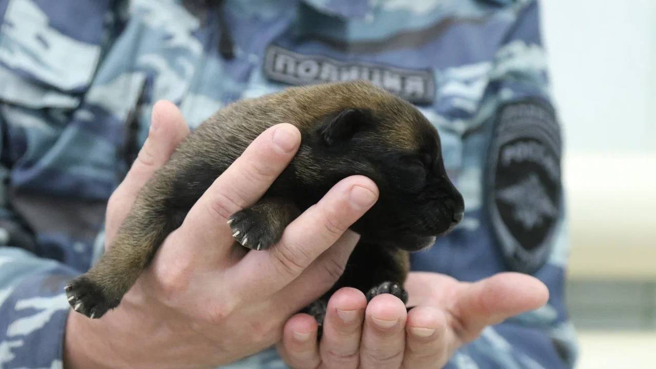 Главная картинка новости: Кинологи МВД Коми радуются появлению 12 будущих четвероногих бойцов