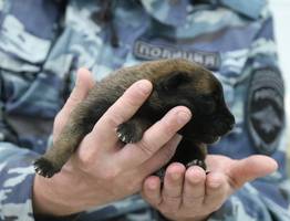 Кинологи МВД Коми радуются появлению 12 будущих четвероногих бойцов