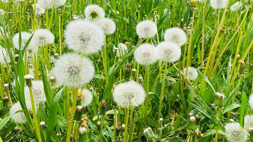 Главная картинка новости: Июнь в Коми удивит температурными контрастами и дождливыми периодами