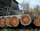 Коми экспортировала 700 тысяч кубометров леса с начала 2025 года