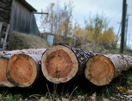 Коми экспортировала 700 тысяч кубометров леса с начала 2025 года