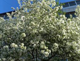 Холодный север и тепло юга разделили погоду в Коми 6 июня