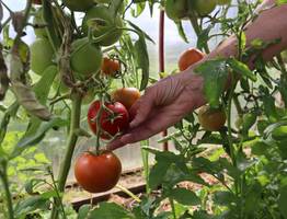 Томаты «дуреют» с этой подкормки: 1 ложку на ведро воды — и кусты будут усыпаны цветами, растут как на дрожжах