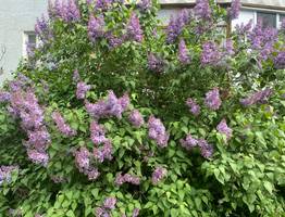 Коми 10 июня ждет еще один теплый, но грозовой день