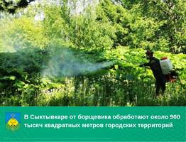 Столица Коми объявила войну борщевику