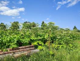 В Сыктывкаре начали масштабную борьбу с борщевиком