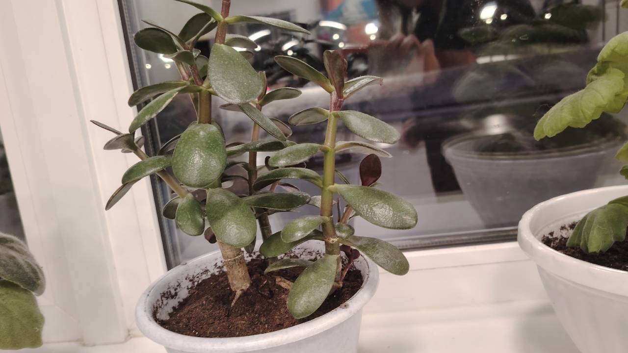 Срочно уберите этот цветок из дома: приносит несчастья и беды вопреки всем приметам