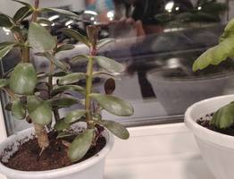 Срочно уберите этот цветок из дома: приносит несчастья и беды вопреки всем приметам