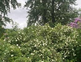 Коми 18 июня встретит прохладная погода с резкими контрастами в градусах между ночью и днем