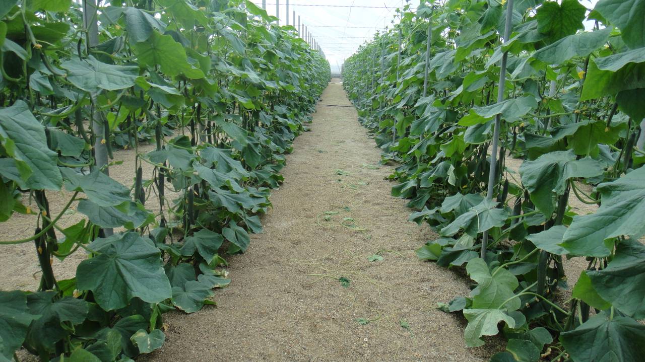 Лью 1 стакан под огурцы - они прут как бешеные, даже хилые растения обильно заплодоносят: идеальные подкормки для огурцов