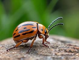 Колорадский жук боится этого как огня: всего щепотка этого средства на ведро творит чудеса