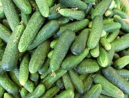 На ведро воды 1 щепотка этой приправы, и огурцы перестают болеть: все плоды вырастают как на подбор крепкими и супер сочными