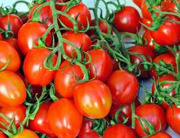 Собираю нижние листья томатов в банку с водой на несколько дней: готовлю средство лучше любого стимулятора роста