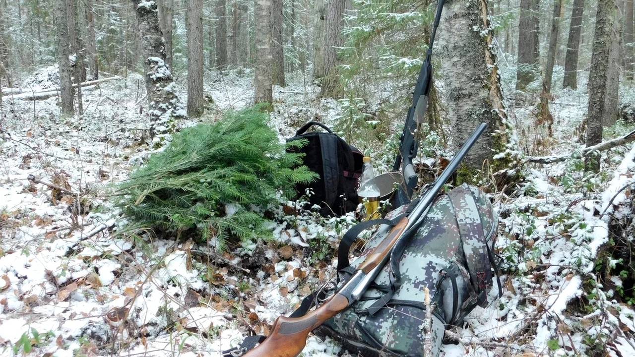 Главная картинка новости: В одном из районов Коми будут регулировать численность медведей