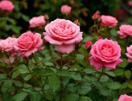 Заливаю 100 гр. водой — и розы цветут без остановки до самой осени, бутоны выросли до 40 сантиметров — аромат на 3 км в округе