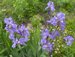 23 июня разгар лета поразит Коми неожиданными заморозками