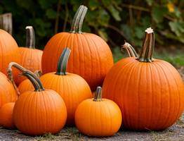 Перед посадкой кабачков и тыквы — обязательно: 3 добавки в почву — и бахчевые вырастут богатырями