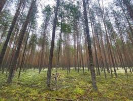В Коми объявлен третий класс пожарной опасности в лесах