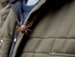 Клещи забьются в конвульсиях от этого запаха: достаточно всего пары капель простейшего средства