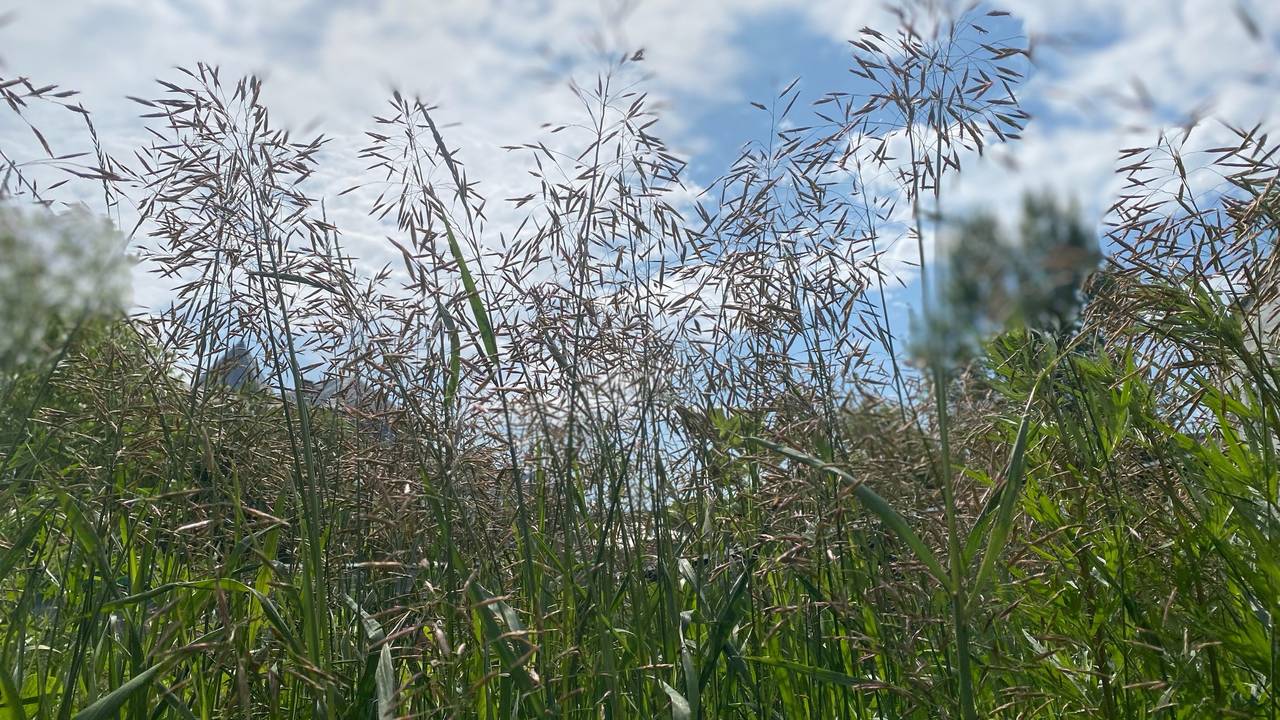 26 июня Коми ожидает теплый день, но с грозами и прохладными ночами